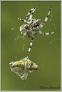 araignée épeire (58)